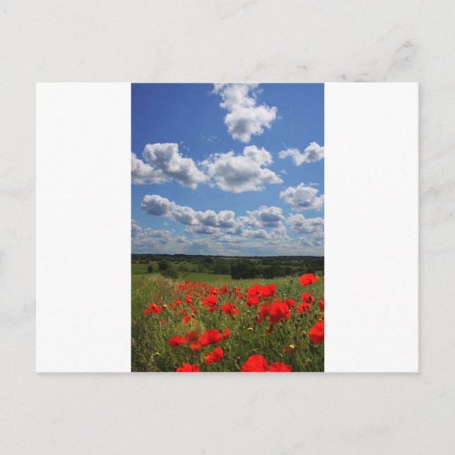 Poppies Postkarte (Vorderseite)
