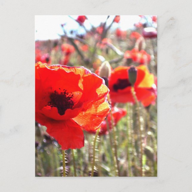 Poppies Postkarte (Vorderseite)