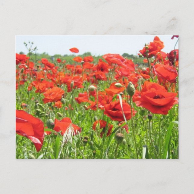 Poppies Postkarte (Vorderseite)