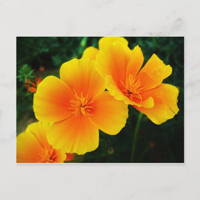 Poppies Postkarte (Vorderseite)