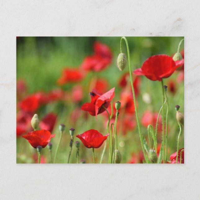 Poppies Postkarte (Vorderseite)