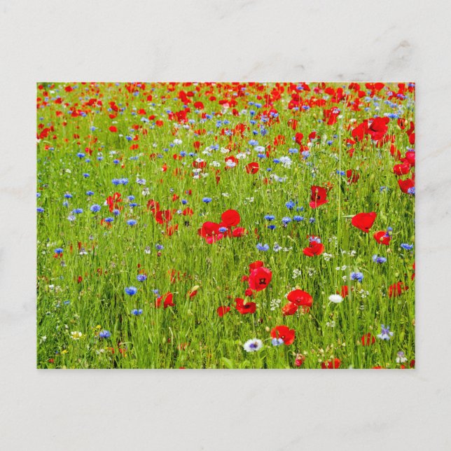 Poppies Postkarte (Vorderseite)