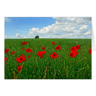 Poppies rouges