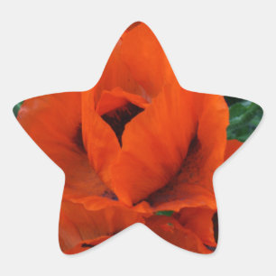 Poppies Stern-Aufkleber