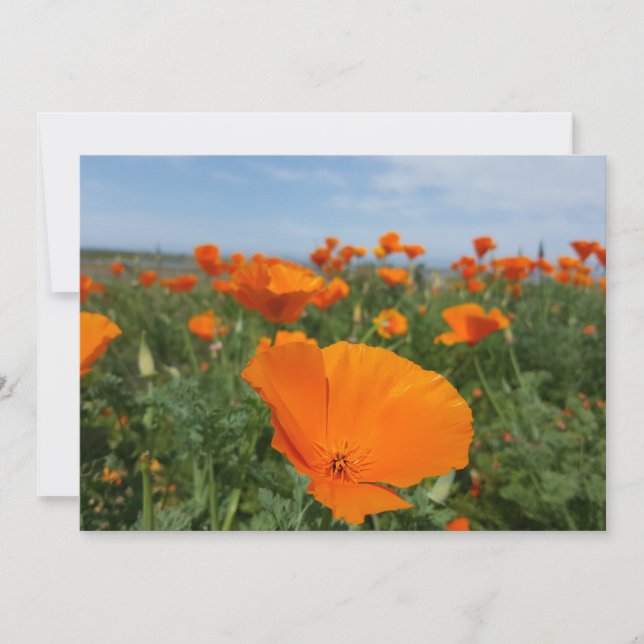 Poppies wieder (Vorderseite)