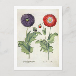 Poppione: 1.Papaver flore multiplici incarnato; 2. Postkarte