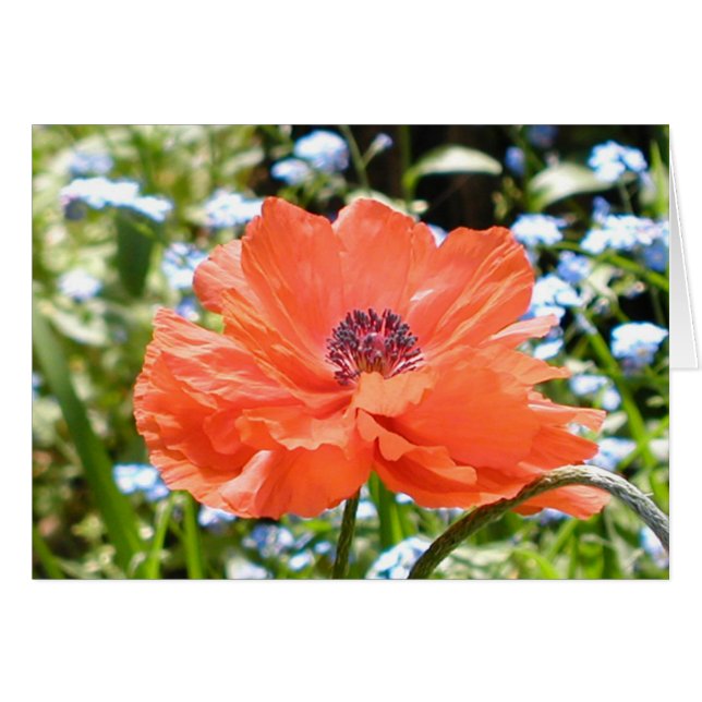 Poppy (Vorderseite (Horizontal))