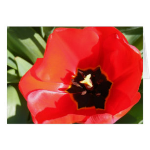 Poppy