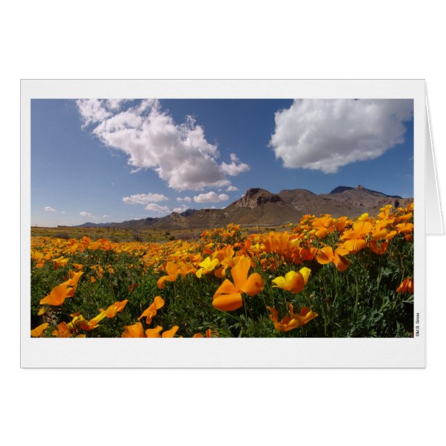 Poppy Bloom - El Paso, Texas (Vorderseite (Horizontal))
