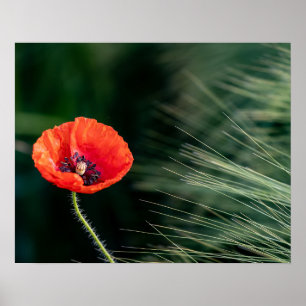 Poppy Blume Poster
