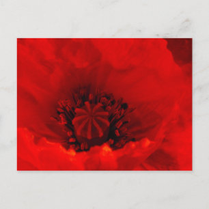 Poppy-Blume Postkarte