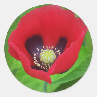 Poppy-Blume Runder Aufkleber
