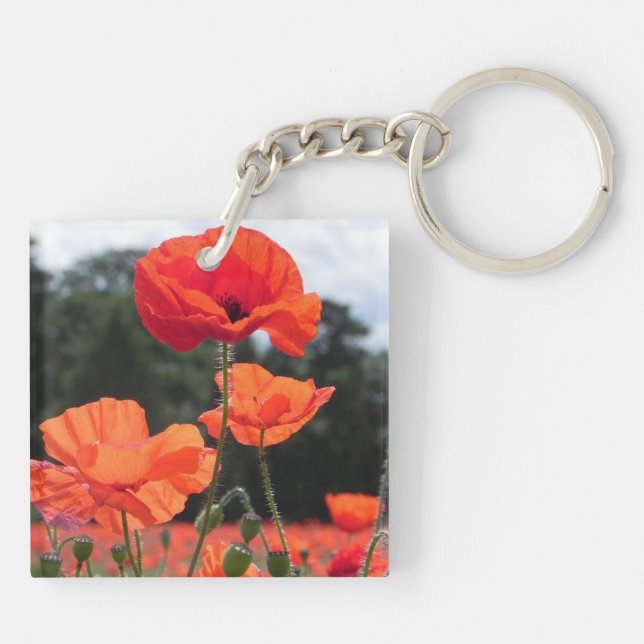 Poppy Field, beautiful blooms, (Dos)