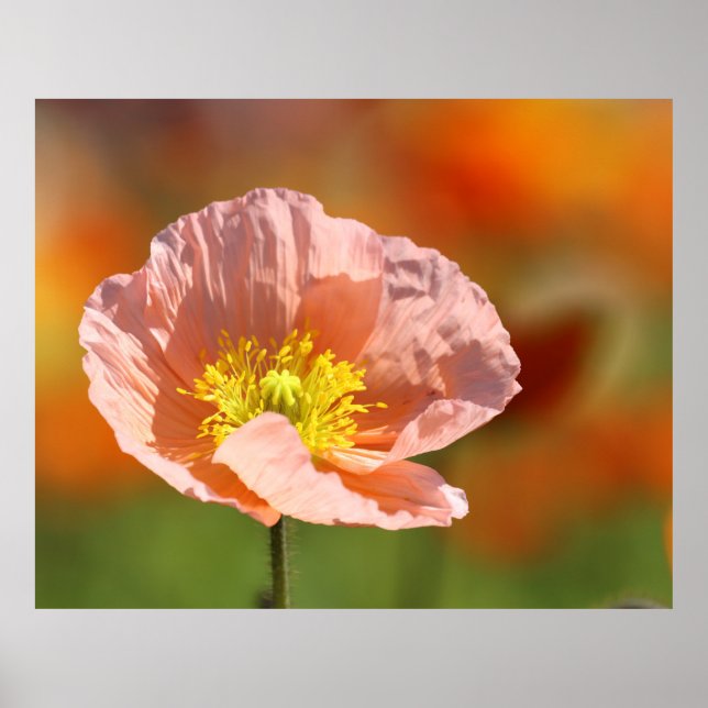 Poppy Flower Poster (Vorne)