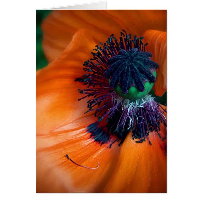 Poppy géant (Devant)
