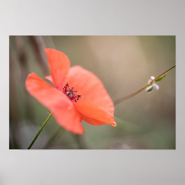 Poppy Nature Foto Poster (Vorne)