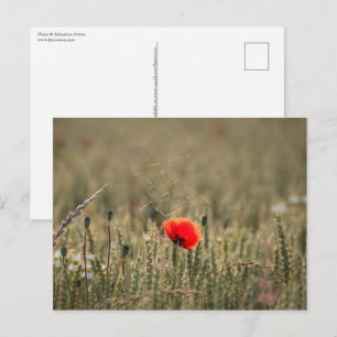 Poppy Nature Foto Postkarte