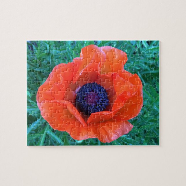POPPY Oriental Red Orange — (Horizontal)