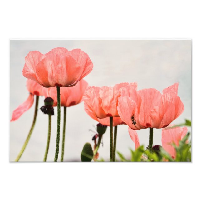 Poppy Picture Fotodruck (Vorne)