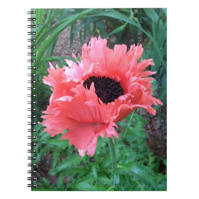 POPPY "Pink Ruffles" — Notizblock (Vorderseite)