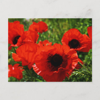 Poppy Postcard Postkarte