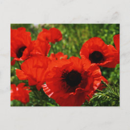 Poppy Postcard Postkarte