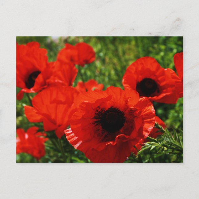 Poppy Postcard Postkarte (Vorderseite)