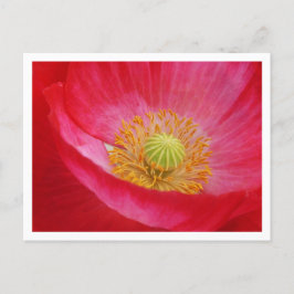 Poppy Postcard Postkarte
