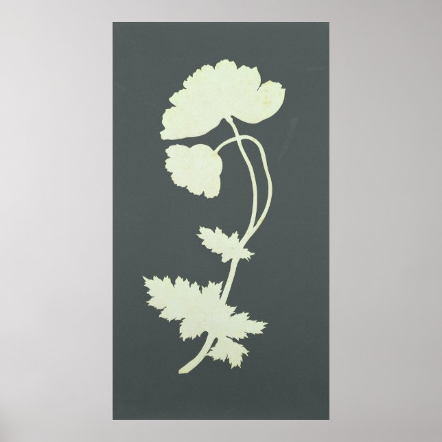 Poppy Poster (Vorne)