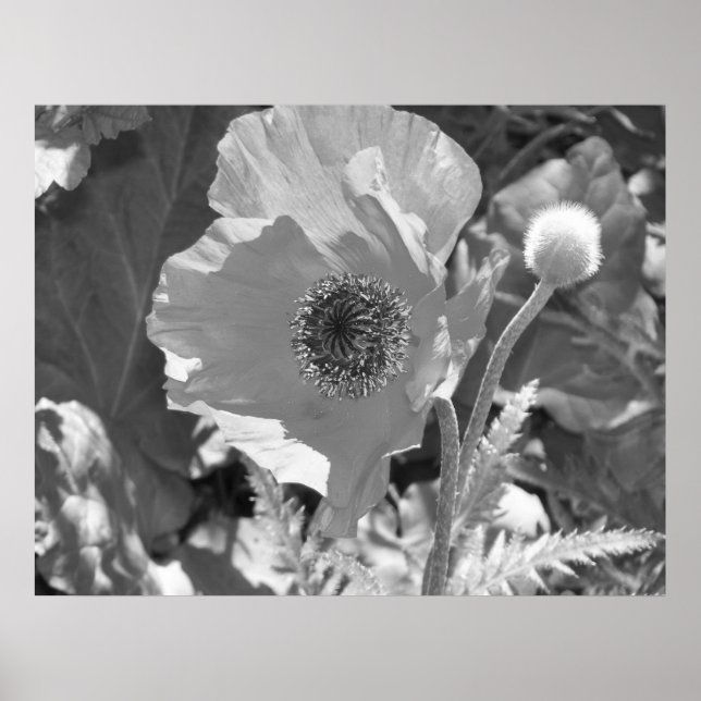 Poppy Poster (Vorne)