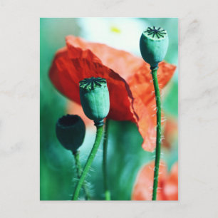 Poppy Postkarte