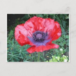 Poppy Postkarte