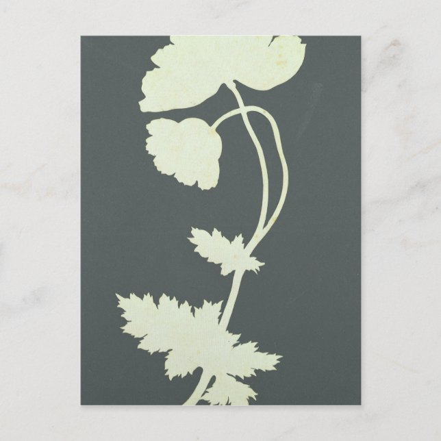 Poppy Postkarte (Vorderseite)