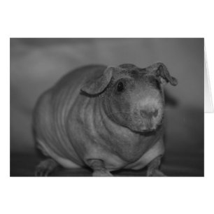 Porc maigre dans la carte noire et blanche