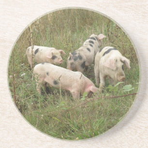 Porcs dans un Dessous de verre de campagne