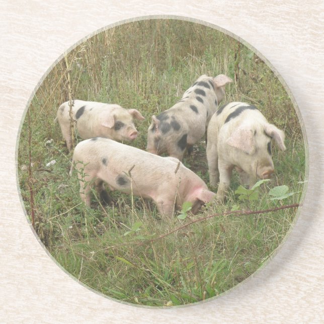 Porcs dans un Dessous de verre de campagne (Devant)