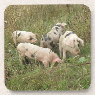 Porcs dans un Dessous de verre de liège