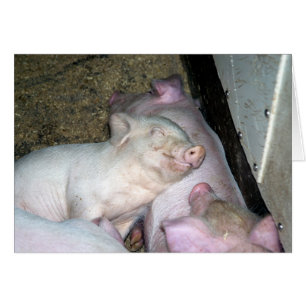Porcs de bébé
