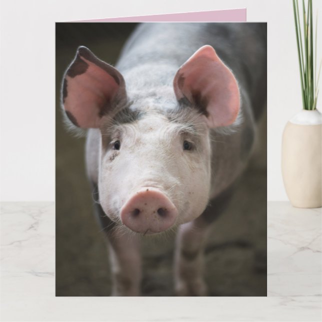PORCS ET BAISERS CARTE DE PORC CARTES (Devant)