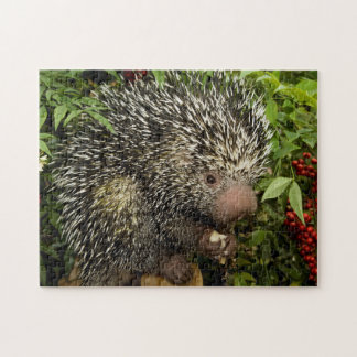 Porcupine