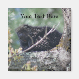 Porcupine Dans L'Arbre Animal Nature Photo Magnet