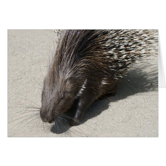 Porcupine de race indienne (Devant horizontal)