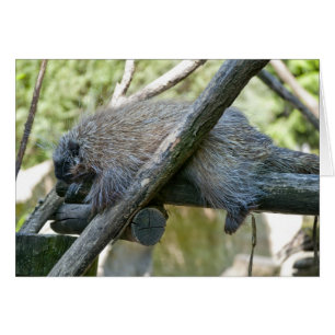 Porcupine du Nouveau Monde