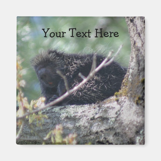 Porcupine im Foto Magnet für Tiere (Vorne)