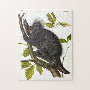 Porcupine in Nordamerika oder Kanada von Audubon
