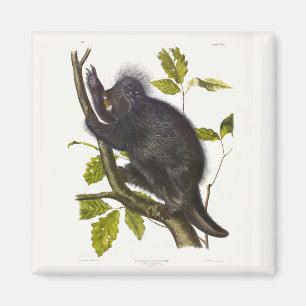 Porcupine in Nordamerika oder Kanada von Audubon Magnet