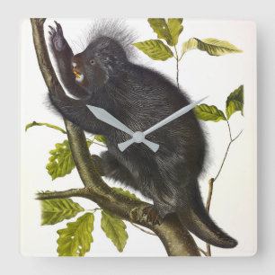 Porcupine in Nordamerika oder Kanada von Audubon Quadratische Wanduhr
