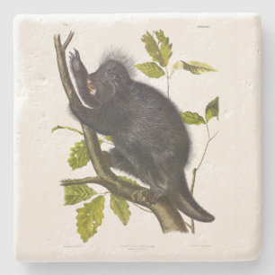 Porcupine in Nordamerika oder Kanada von Audubon Steinuntersetzer