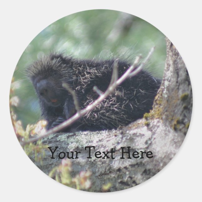 Porcupine in Tree Wildlife Animal Foto Sticker (Vorderseite)