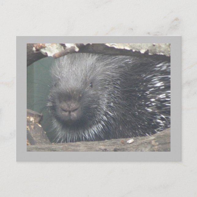 Porcupine mignonne Face do-it-yourself Texte Carte (Devant)